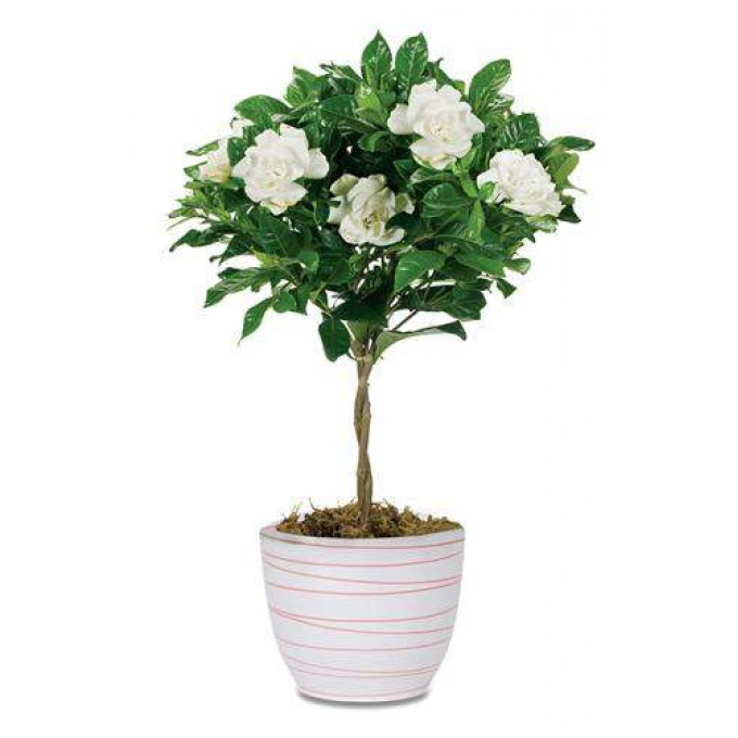 Гардения Гардения