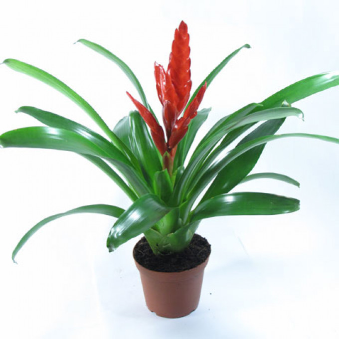 Цветок Вриезия