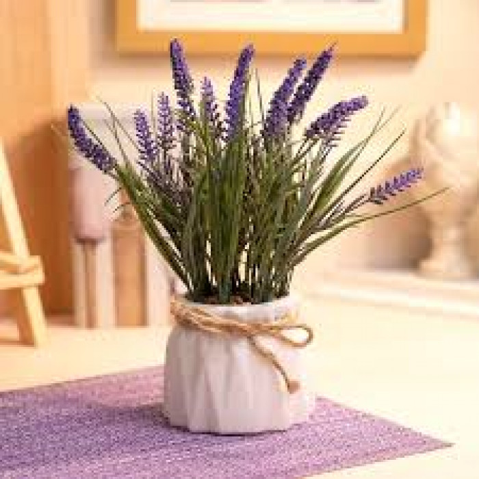 Лаванда в Каратау