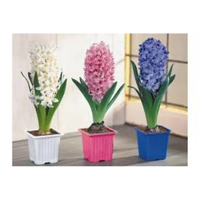 Гиацинты в Каратау