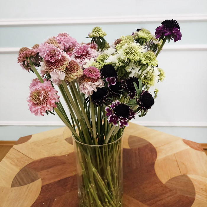 Скобиоза в Каратау