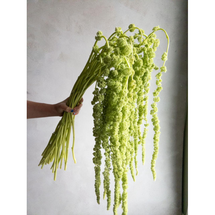 Амарантус в Каратау