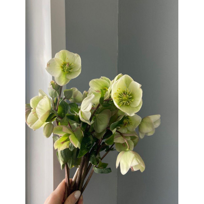 Хелеборус в Каратау