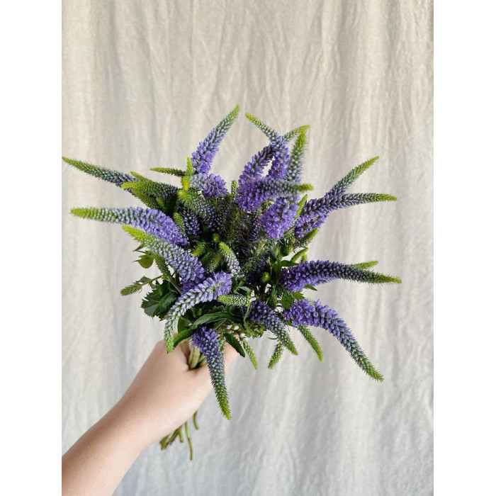 Вероника в Каратау