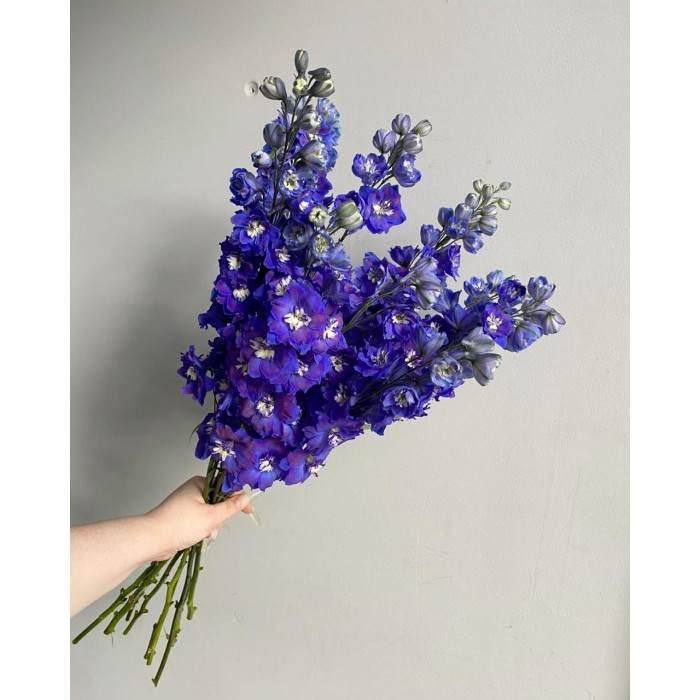 Делфиниум в Каратау