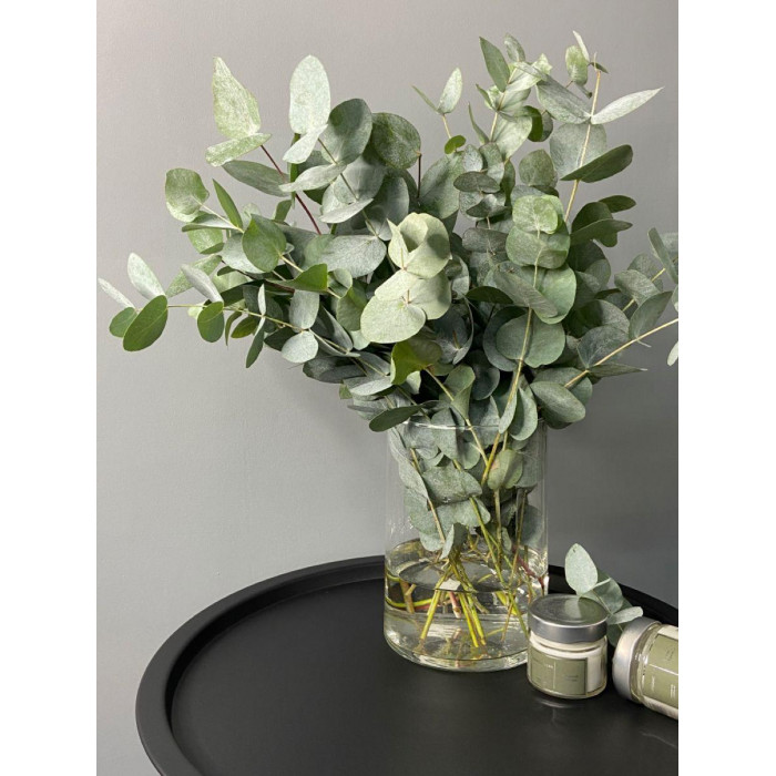 Эвкалипт в Каратау