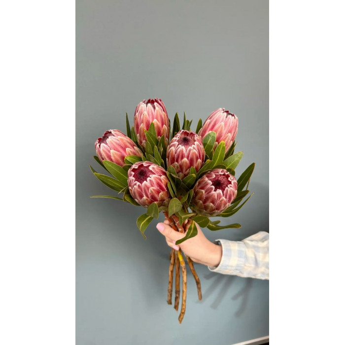 Протея в Каратау