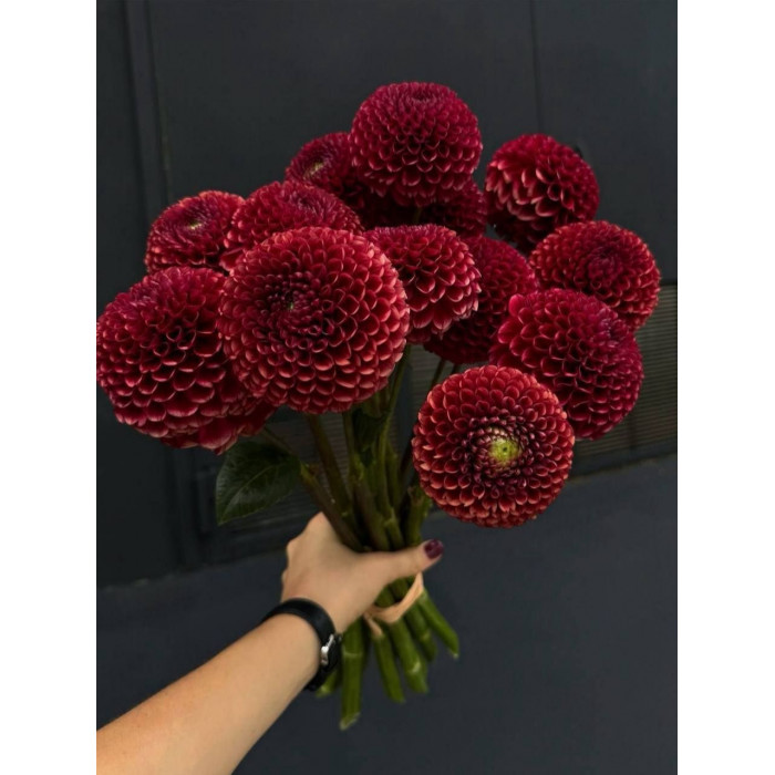 Георгины в Каратау