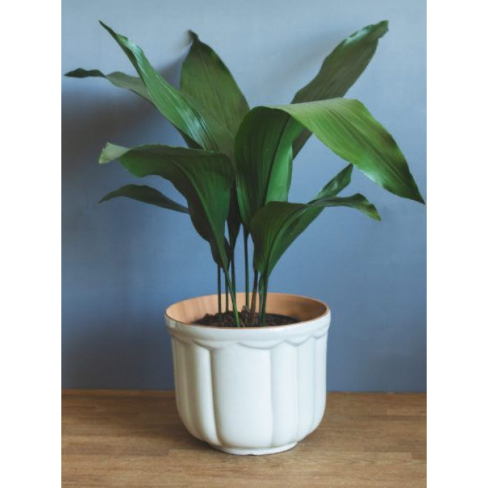 Аспидистра в Каратау