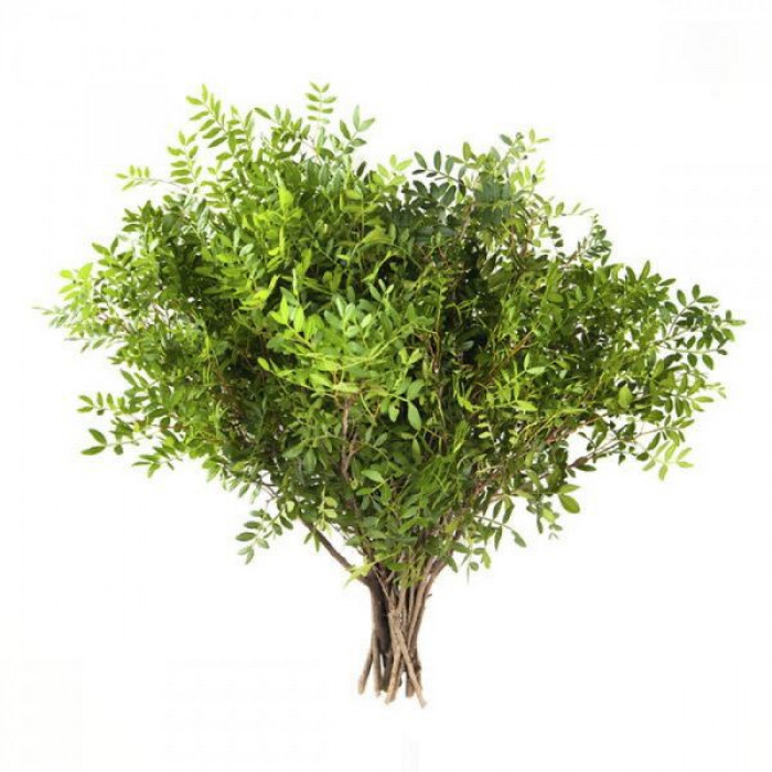 Писташ в Каратау