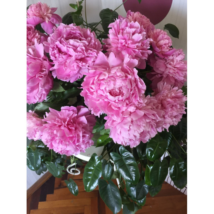 Пион древовидный в Каратау