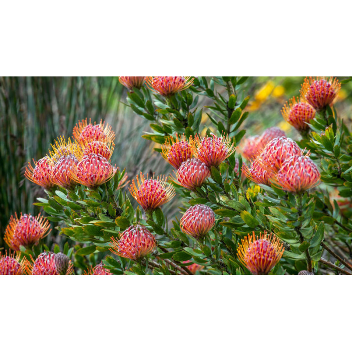 Леукоспермум в Каратау