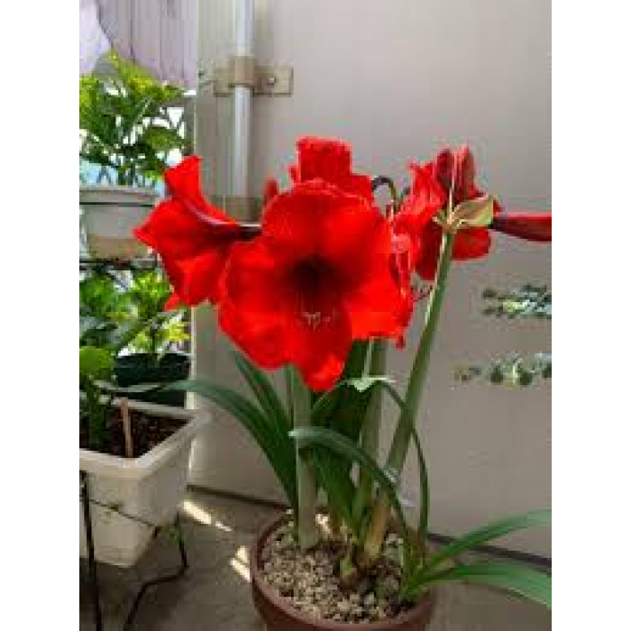 Амариллис в Каратау