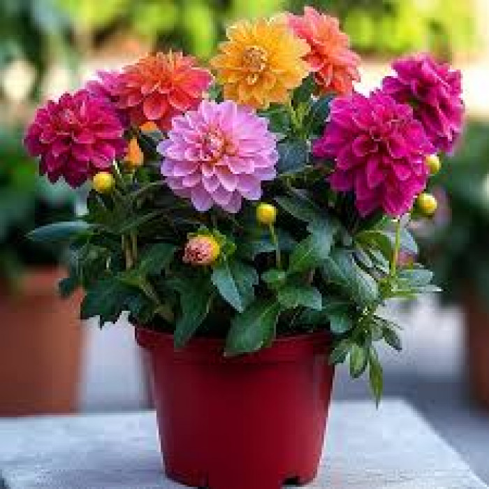 Георгины в Каратау