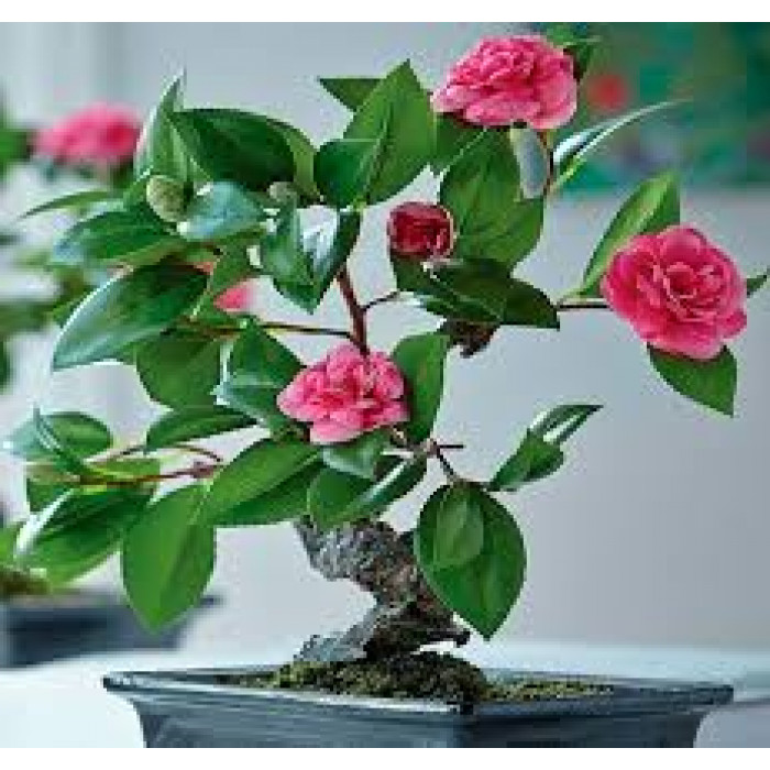 Камелия в Каратау