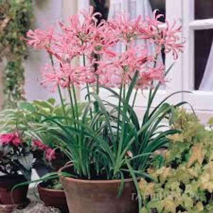 Нерине в Каратау