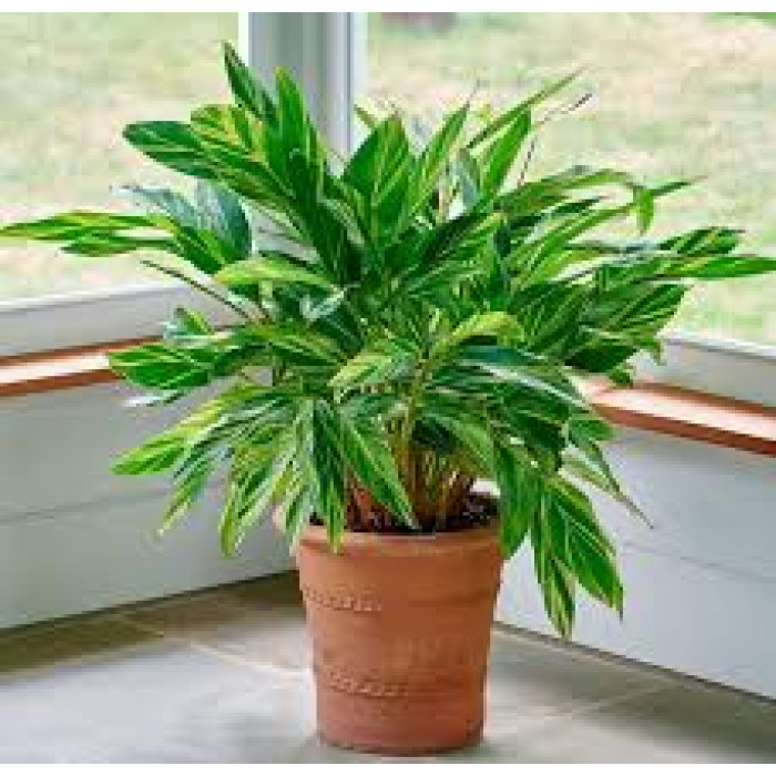 Альпиния в Каратау