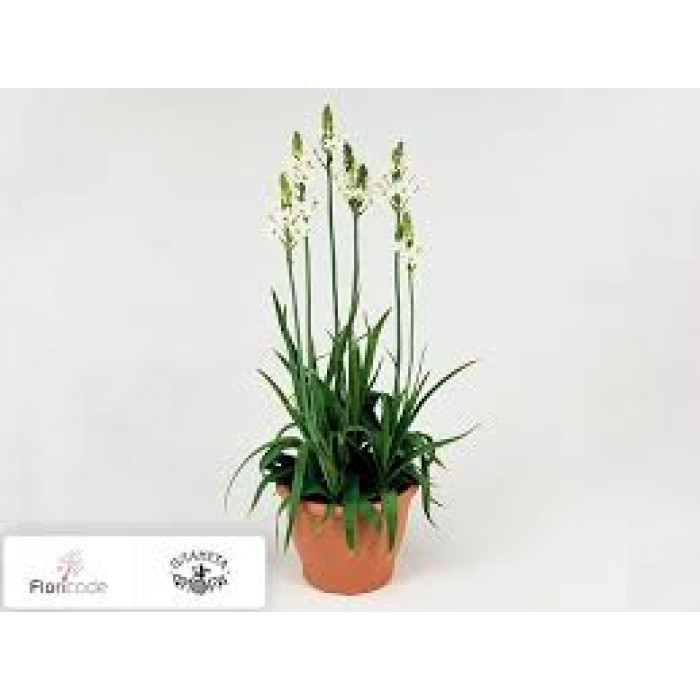 Орнитогалум в Каратау