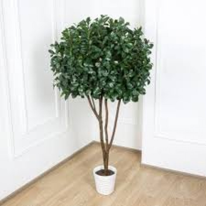 Рускус в Каратау