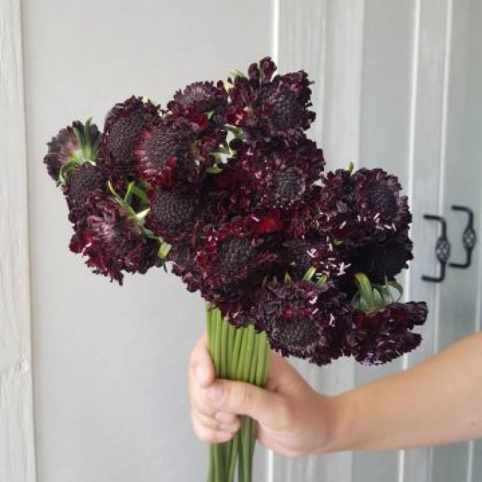 Букет из фиолетовой скобиозы Букет из фиолетовой скобиозы